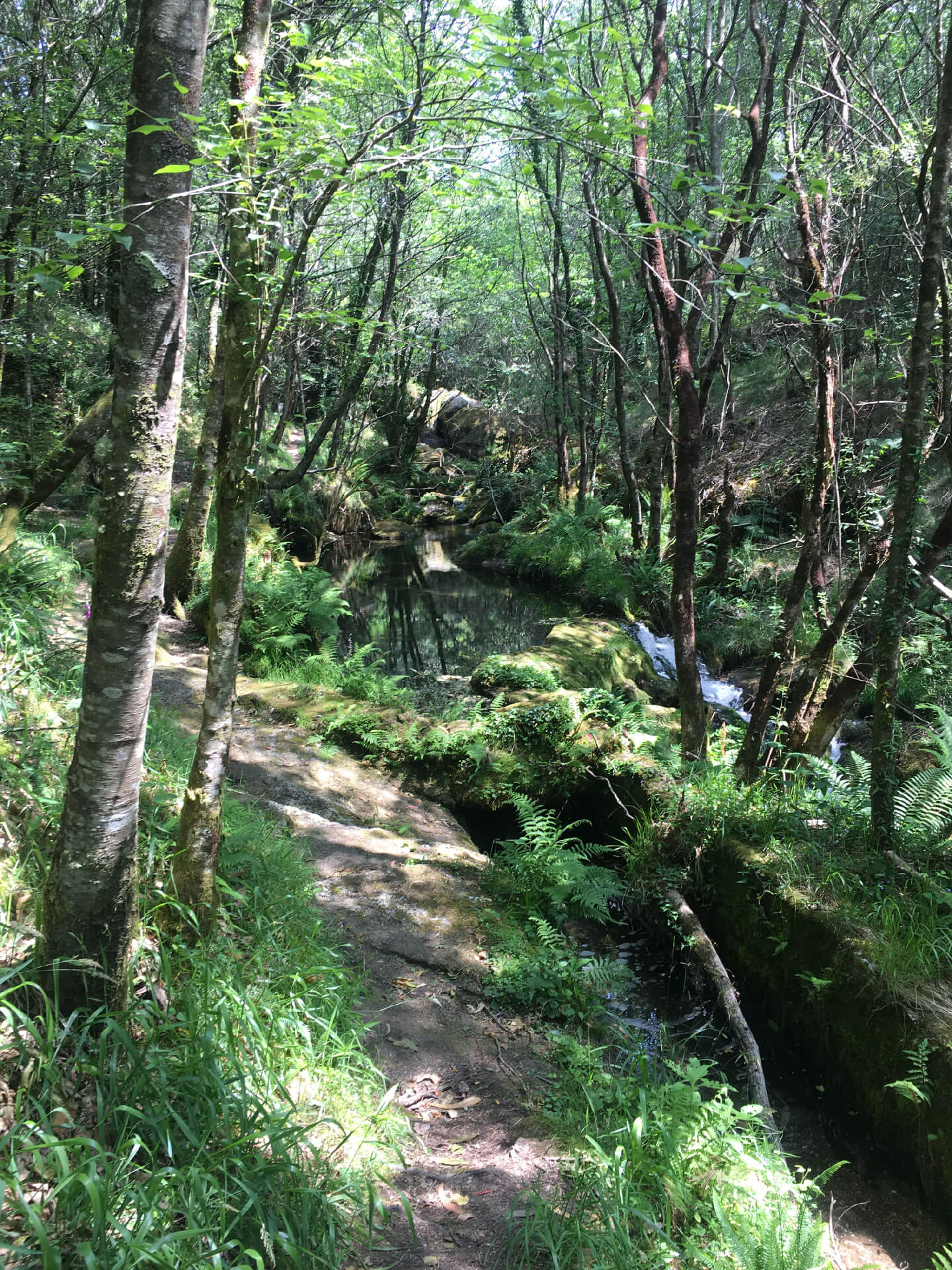 Waldlandschaft in den Fragas de Eume, Galizien