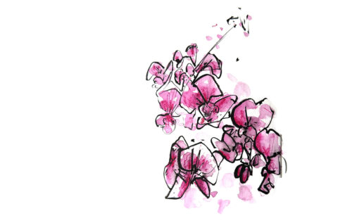 Zeichen-Workshops zur Ausstellung Flora in Mainz